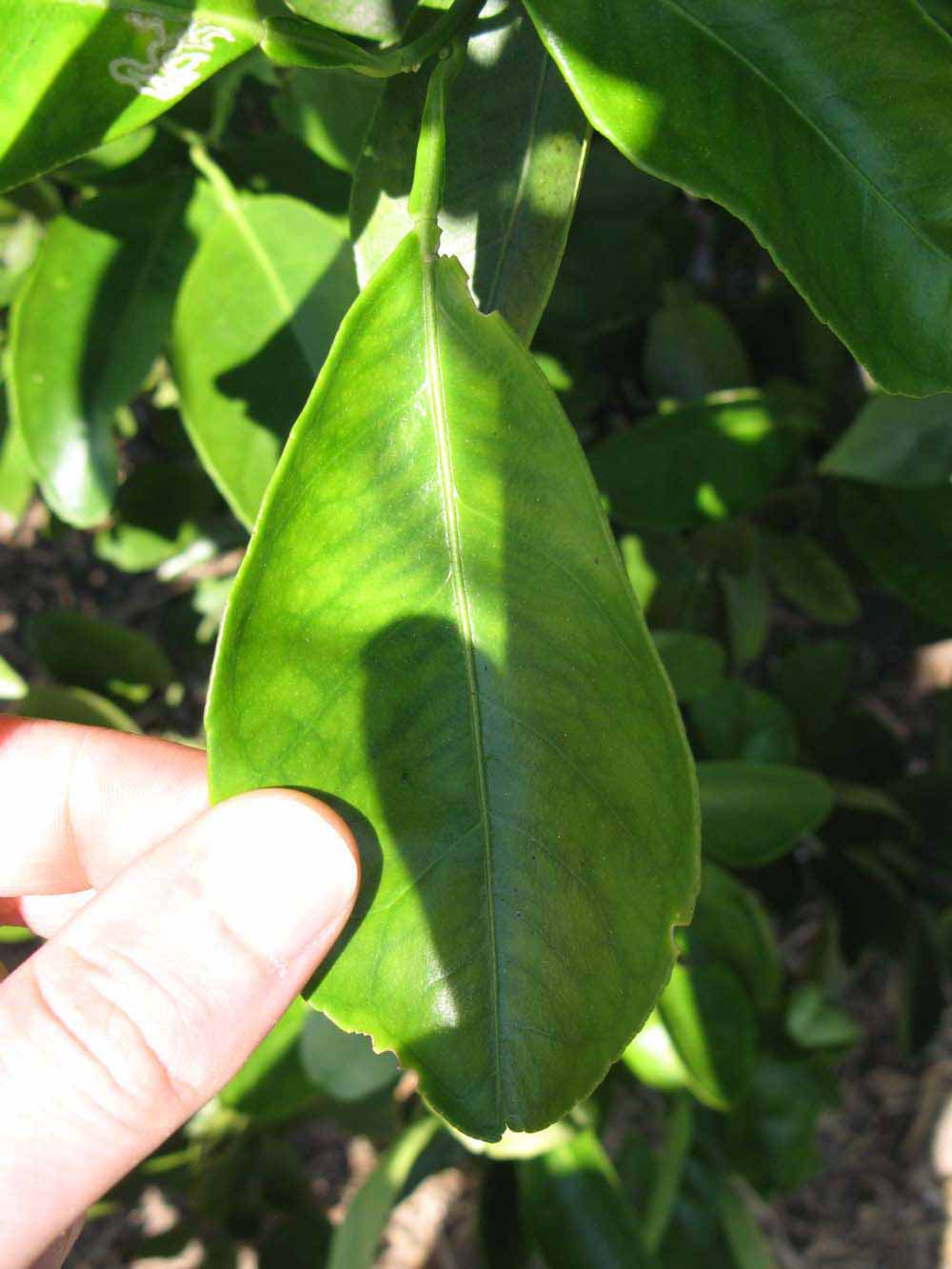              Unifoliolate leaf (Winter Haven, FL)       